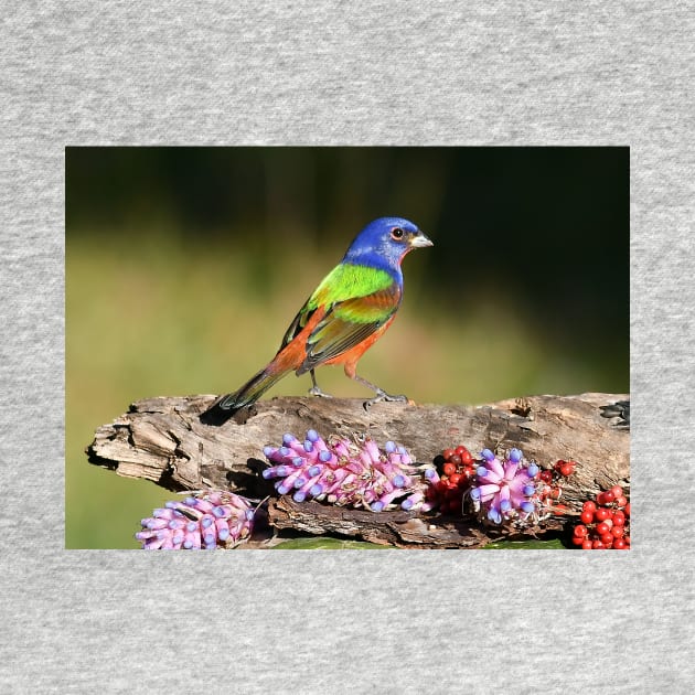 Painted Bunting Bird Male by candiscamera